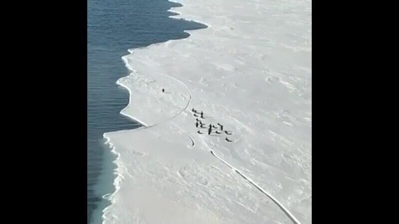Пингвинчики убегают от ледохода )))