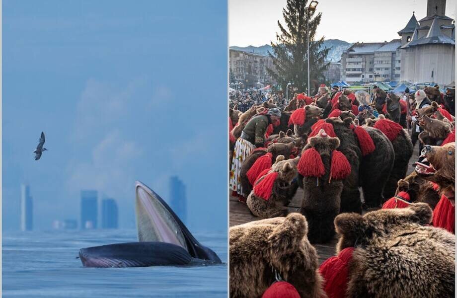 Медведи в деревне и кит в городе: 12 ярких фото с конкурса, посвященного дикой природе