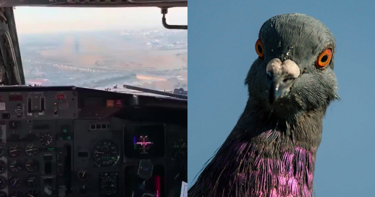 Boeing столкнулся с птицей при заходе на посадку. В Сети появилось видео из кабины пилота