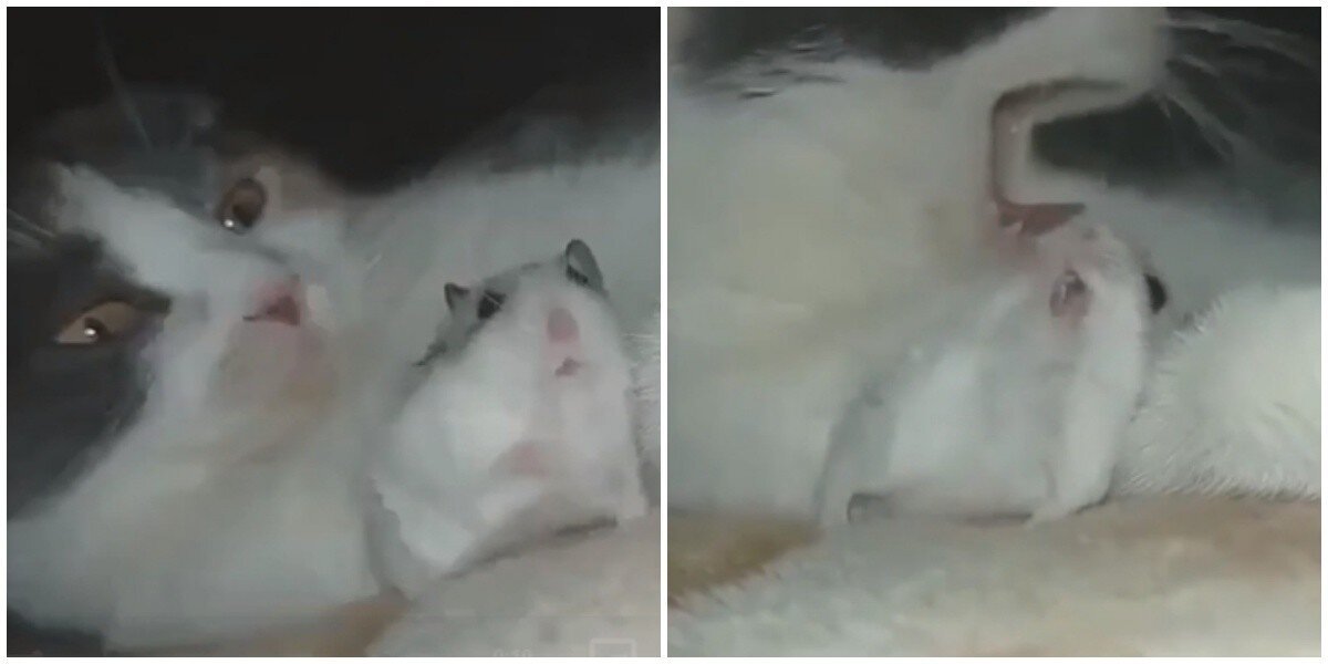 "Не пугай меня!": кот зевнул рядом с хомяком, напугав до чёртиков