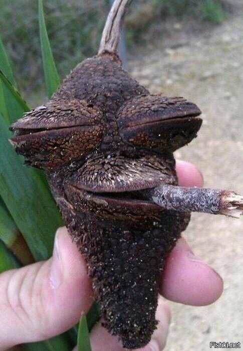 Солянка