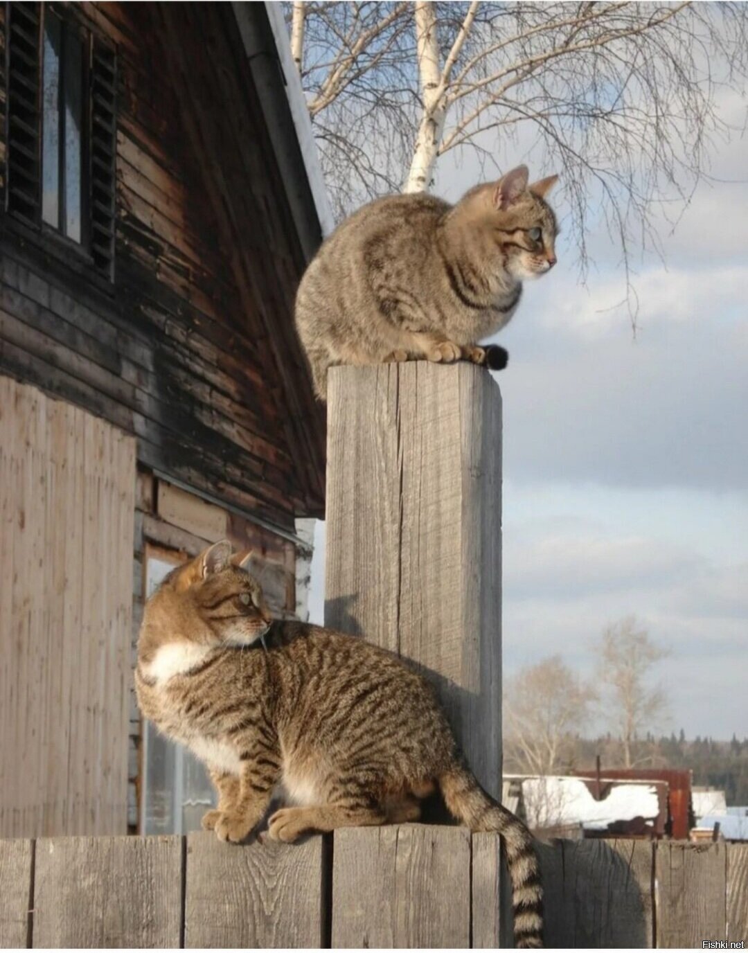 Солянка