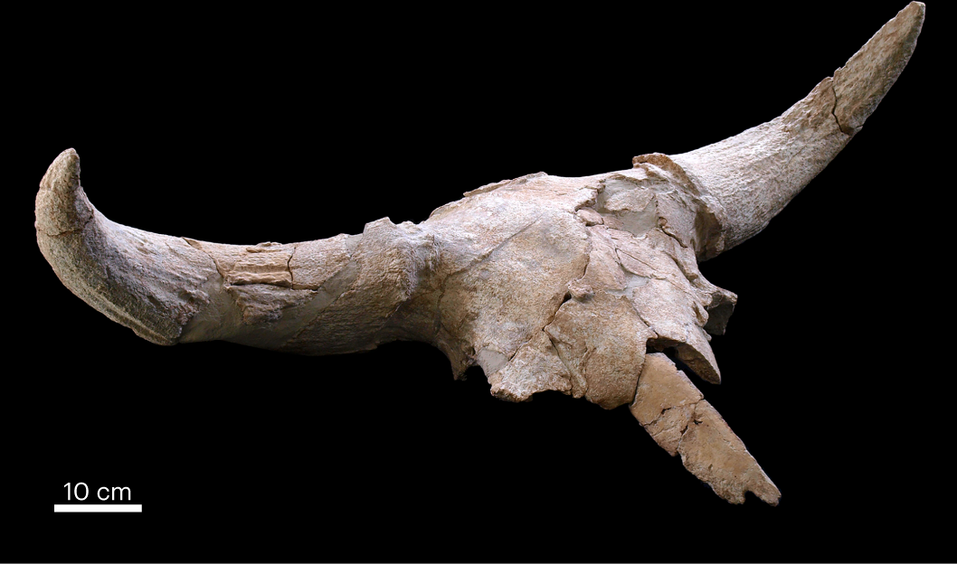 Десятки рогатых черепов обнаружены в&nbsp;неандертальской пещере. Находка озадачила ученых