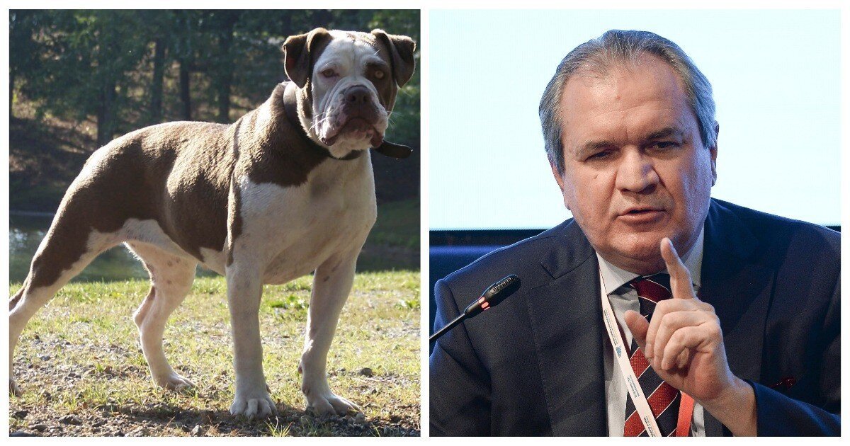 В России могут запретить заводить бойцовских собак без лицензии