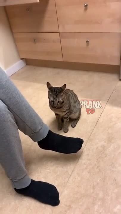 Шерстяной гад)))