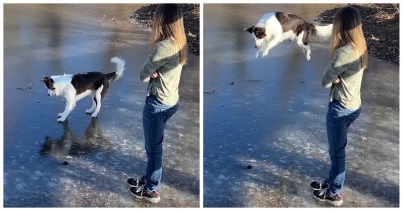Пёс придумал себе забавную игру на льду