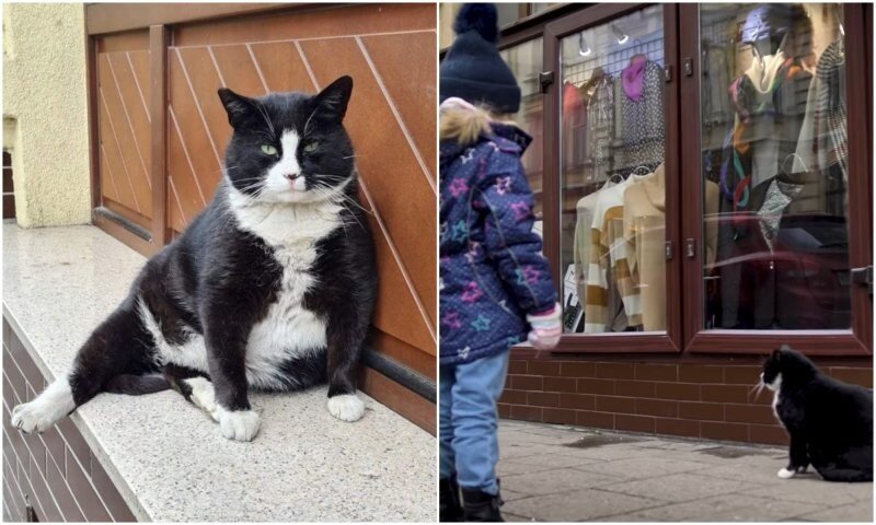 Уличный кот из Польши стал местной "достопримечательностью"