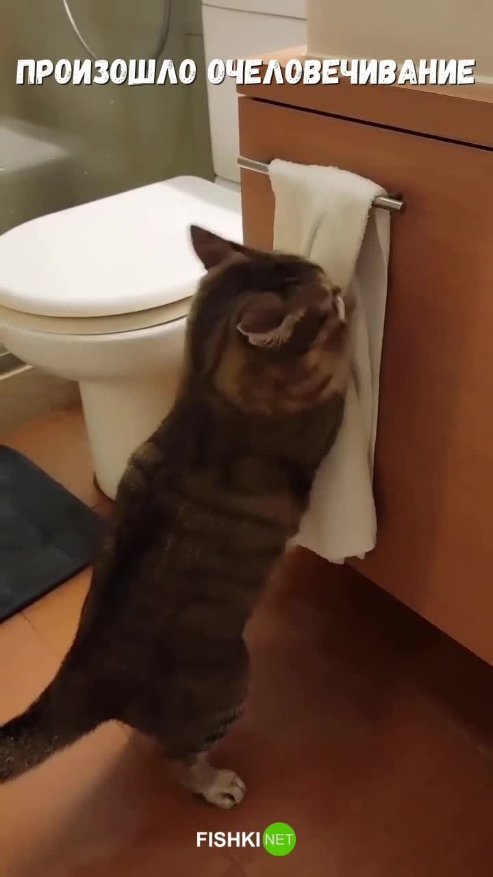 Кот чистюля