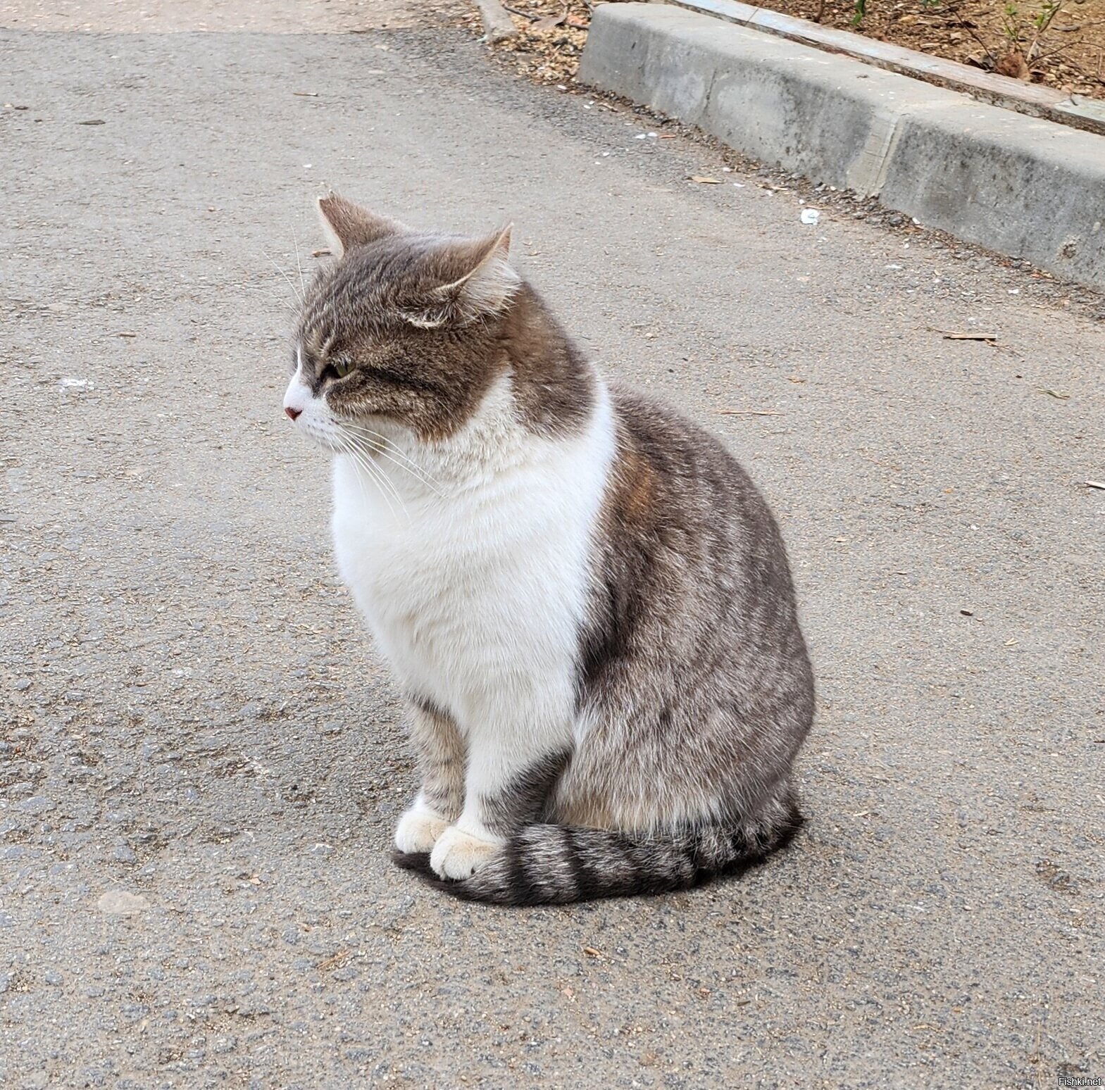 Уличные котики