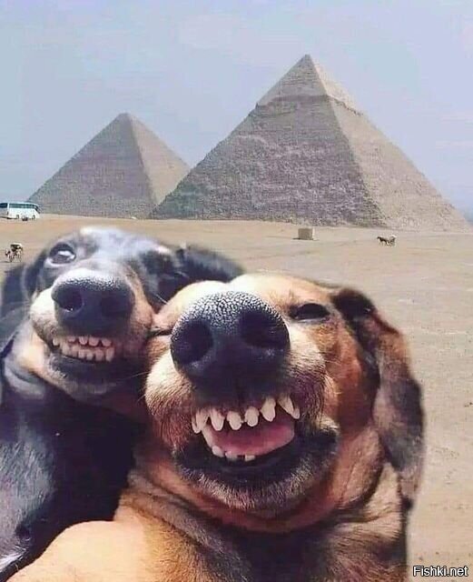 Даже собаки были в Египте , а ты нет