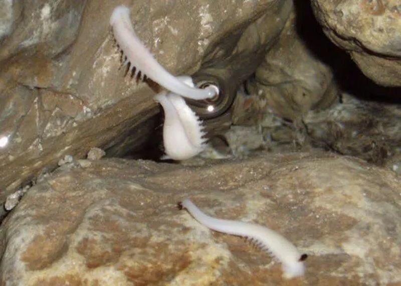 Троглобионты: самые необычные обитатели пещер, каких вы даже не&nbsp;могли себе представить