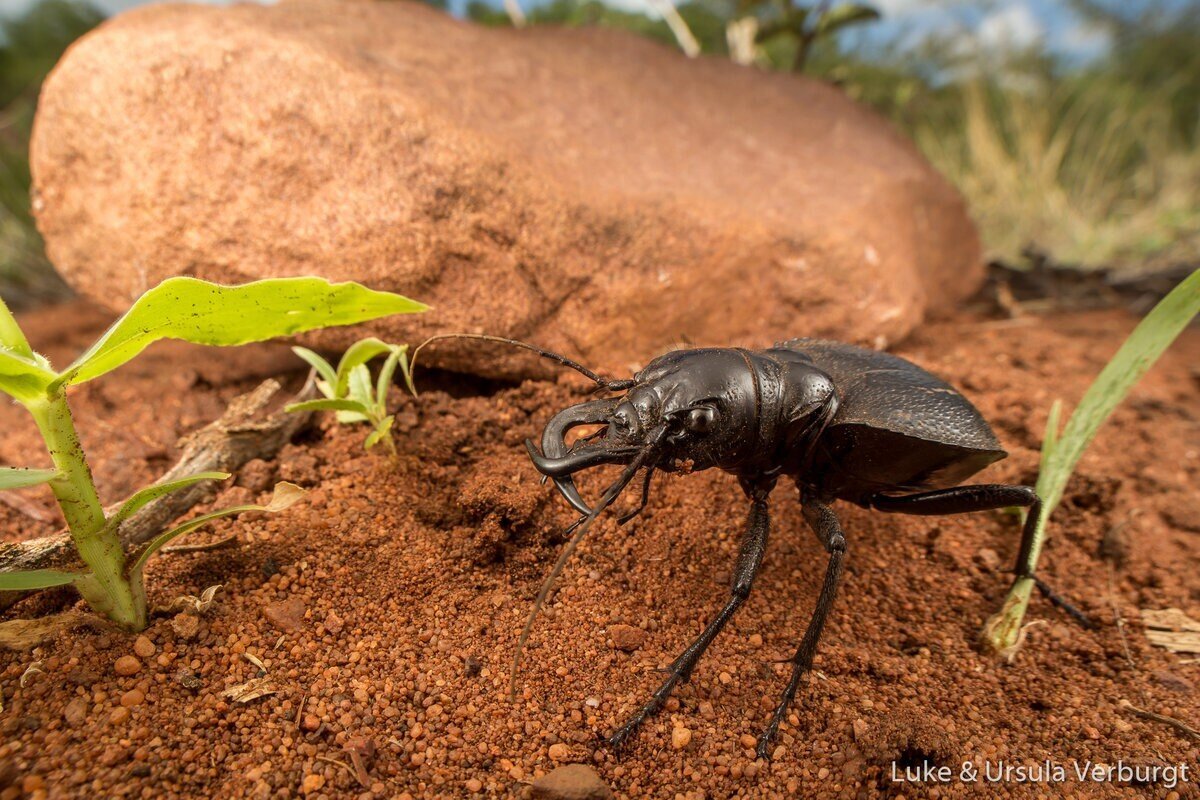 Жук-мантикора: Боевое чудовище мира насекомых. Огромная скорость, размеры и броня позволяют ему кромсать даже скорпионов