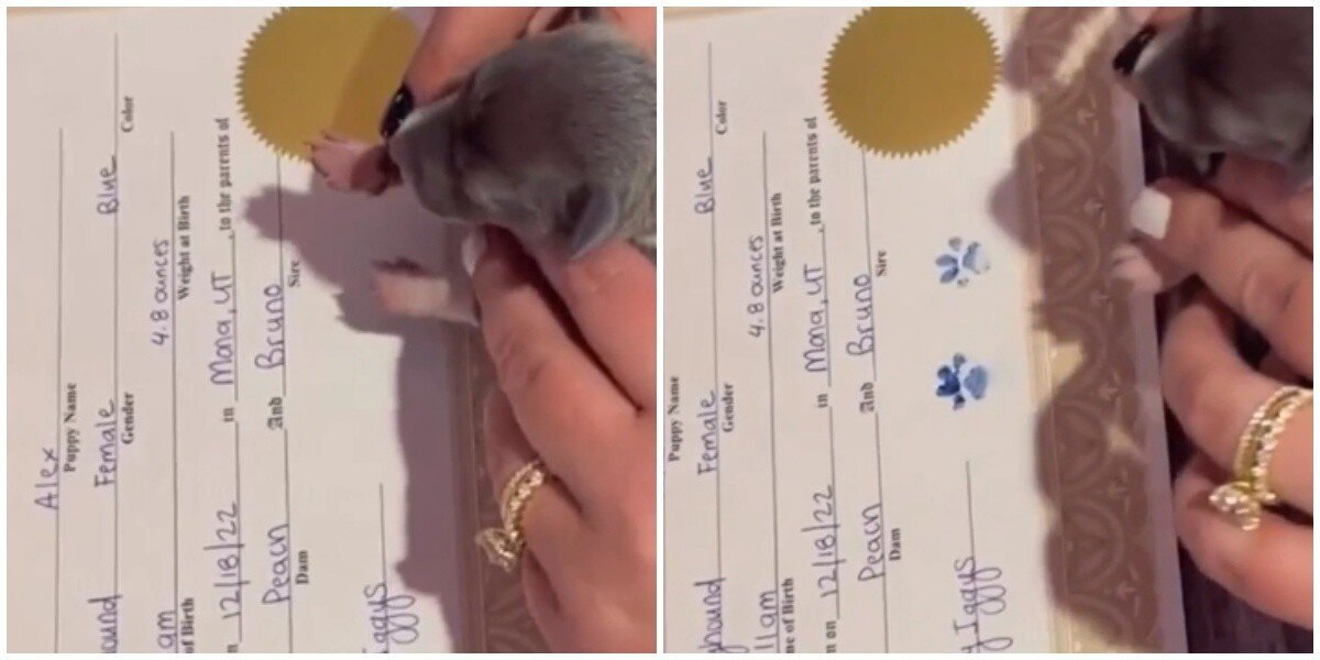 Это слишком мило: новорождённый щеночек ставит подпись в своём свидетельстве о рождении