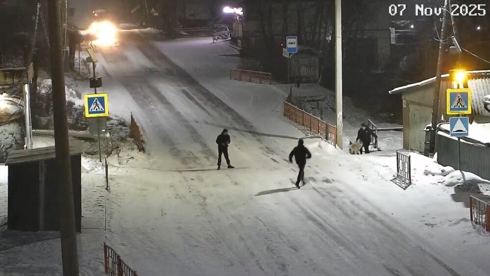 Собака там выглядит самой умной