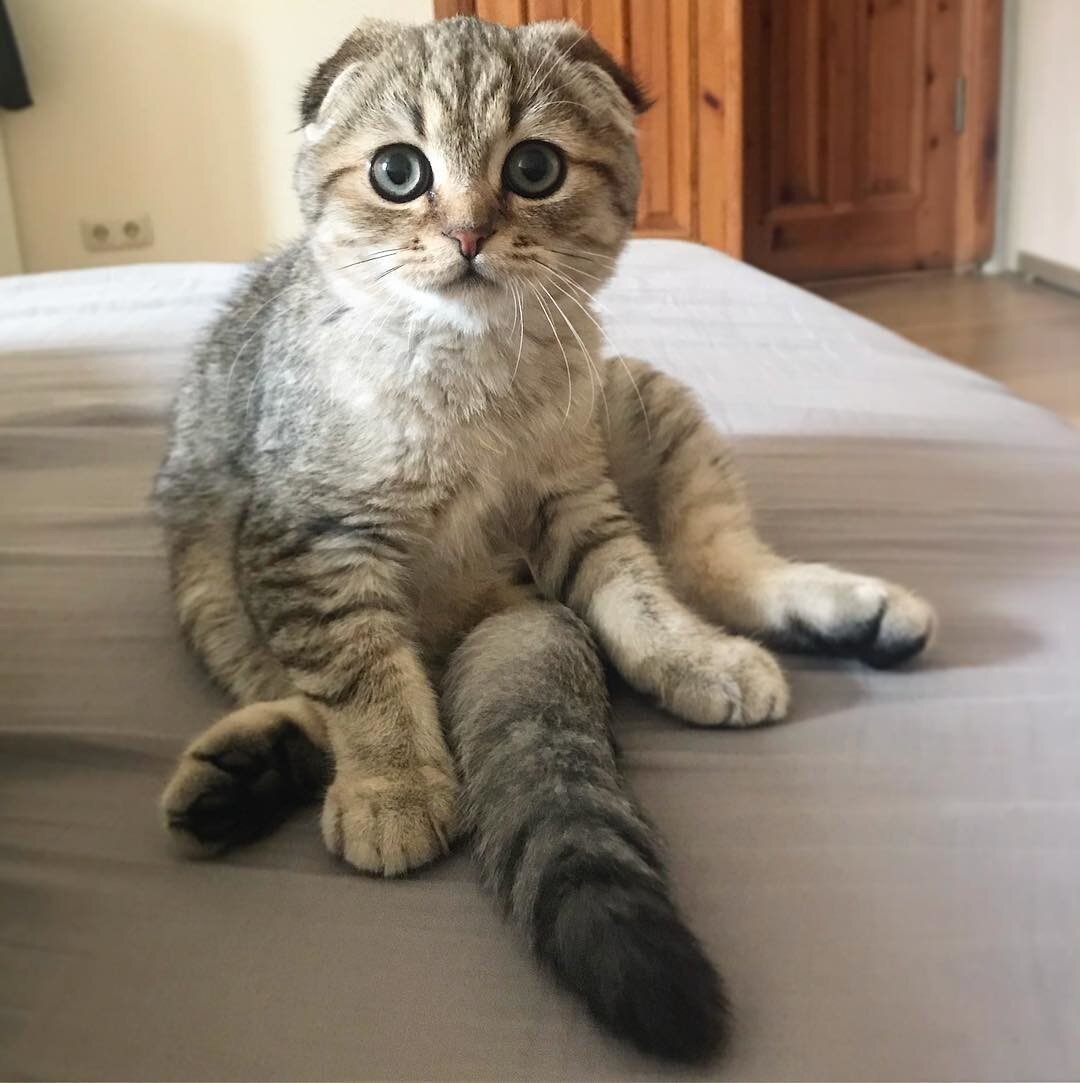 В Вологде прооперировали полгода жившего с иголкой в пищеводе кота