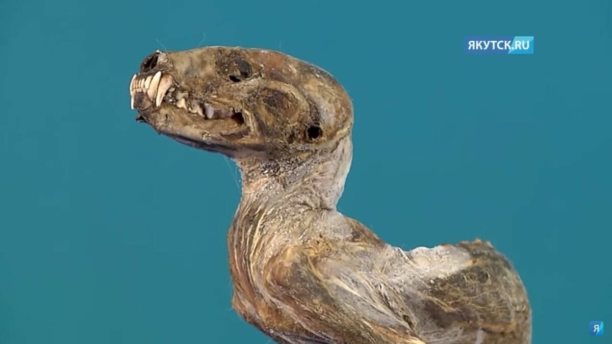 В Якутии нашли мумию загадочного существа