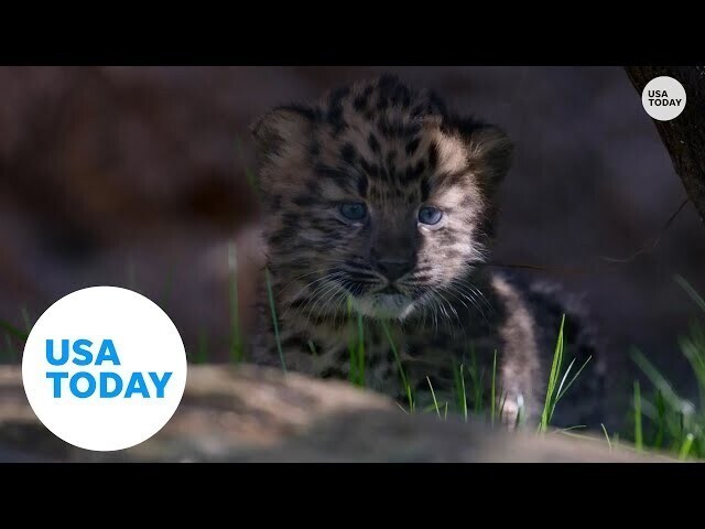 В зоопарке Сан-Диего родились близнецы амурского леопарда