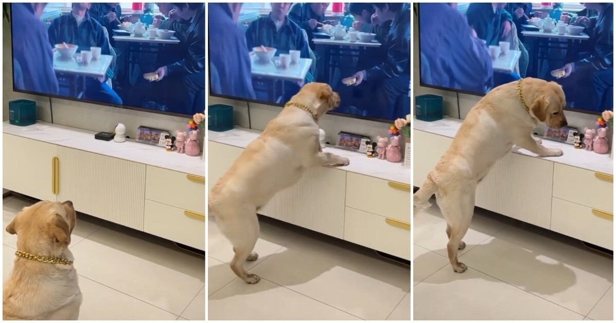 Пёс пытается добраться до еды в телевизоре&nbsp;