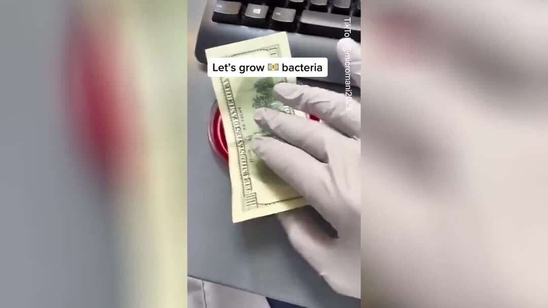 Микробиолог показал как бактерии живут на банкнотах