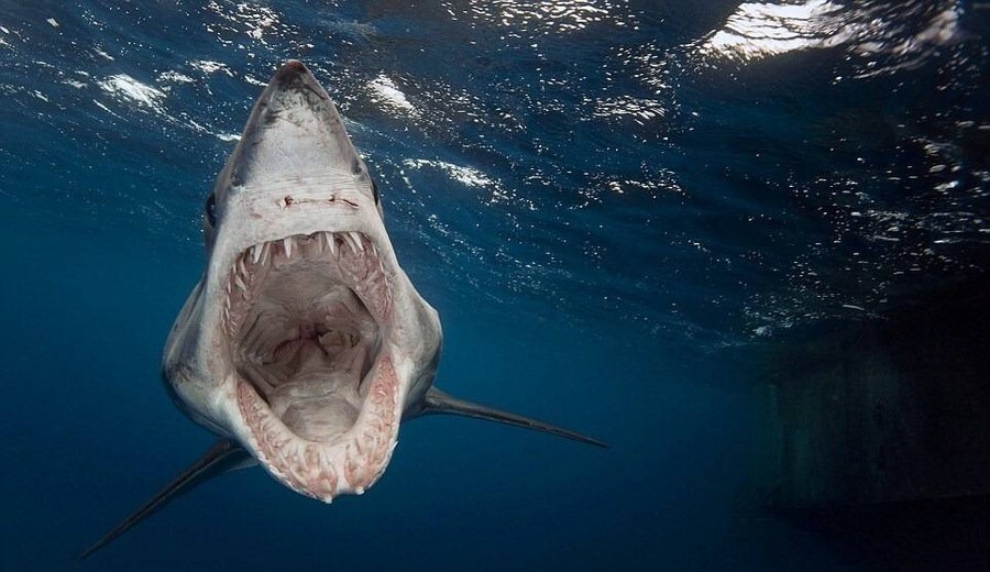 Удивительная способность: почему акула выплевывает свой желудок и&nbsp;не умирает