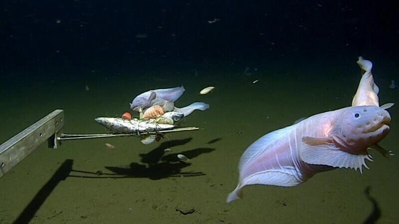 Засняли на глубине 8336 м: обнаружена самая глубинная рыба на планете