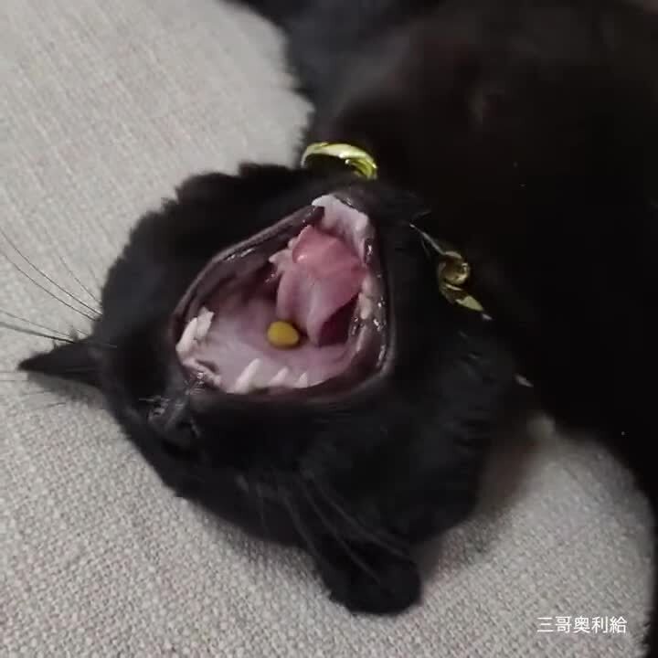 Как скормить коту таблетку
