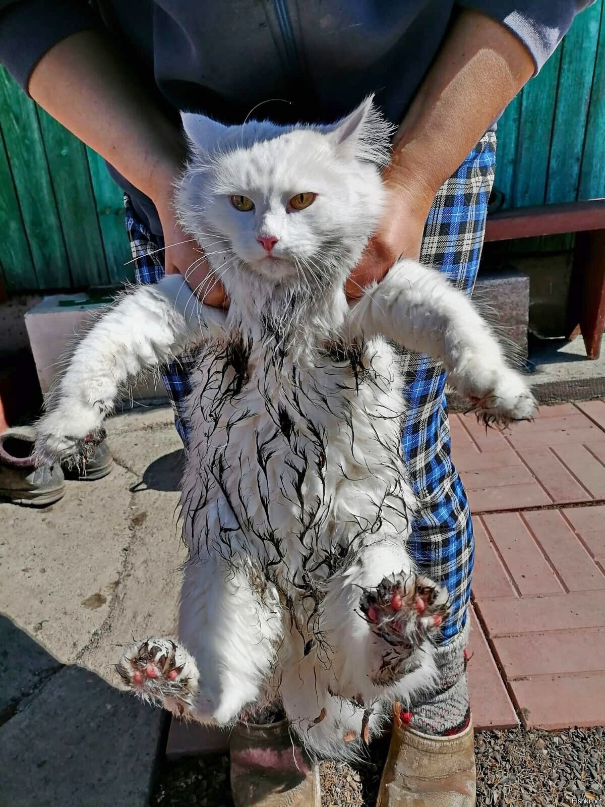 Мой кот на даче