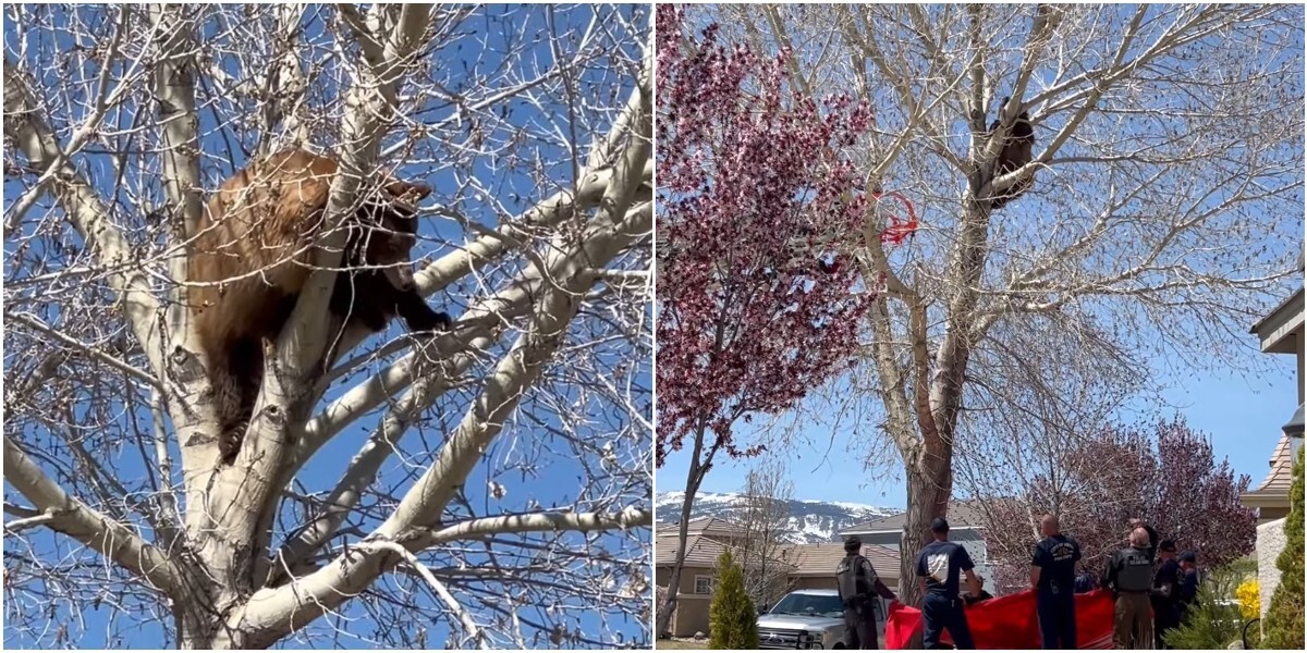 Медведь решил залезть на дерево, но очень пожалел об этом