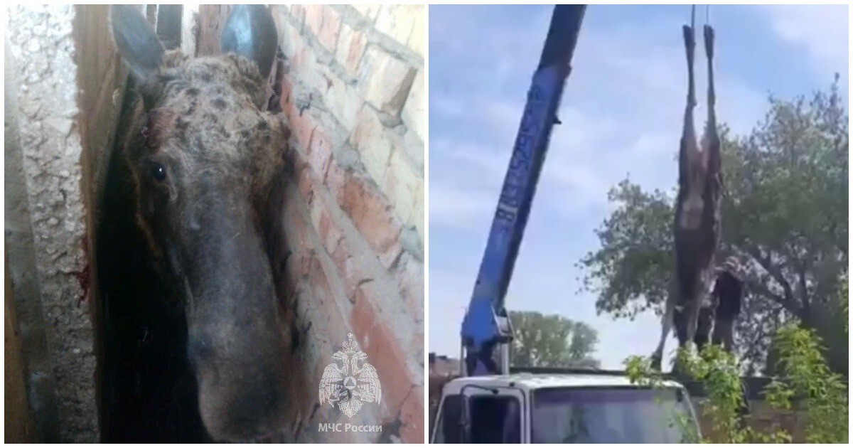 Целую спецоперацию по спасению лося развернули в татарском селе