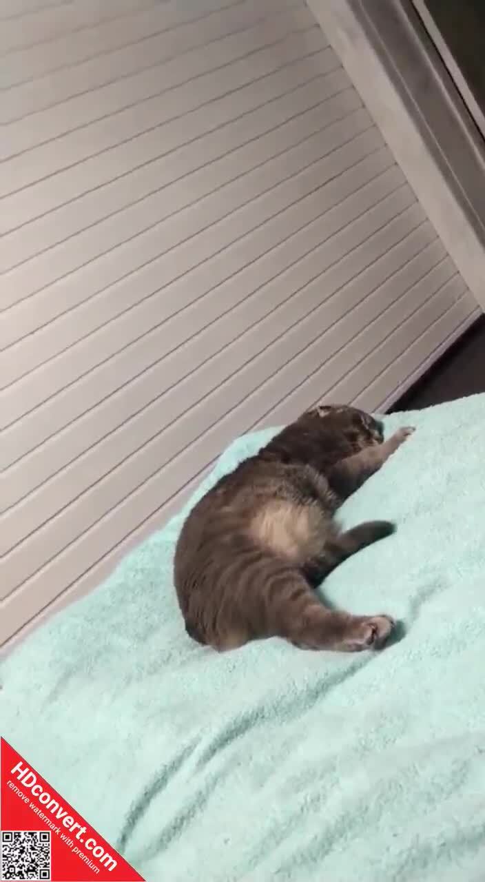 Как кот реагирует на своё имя во сне