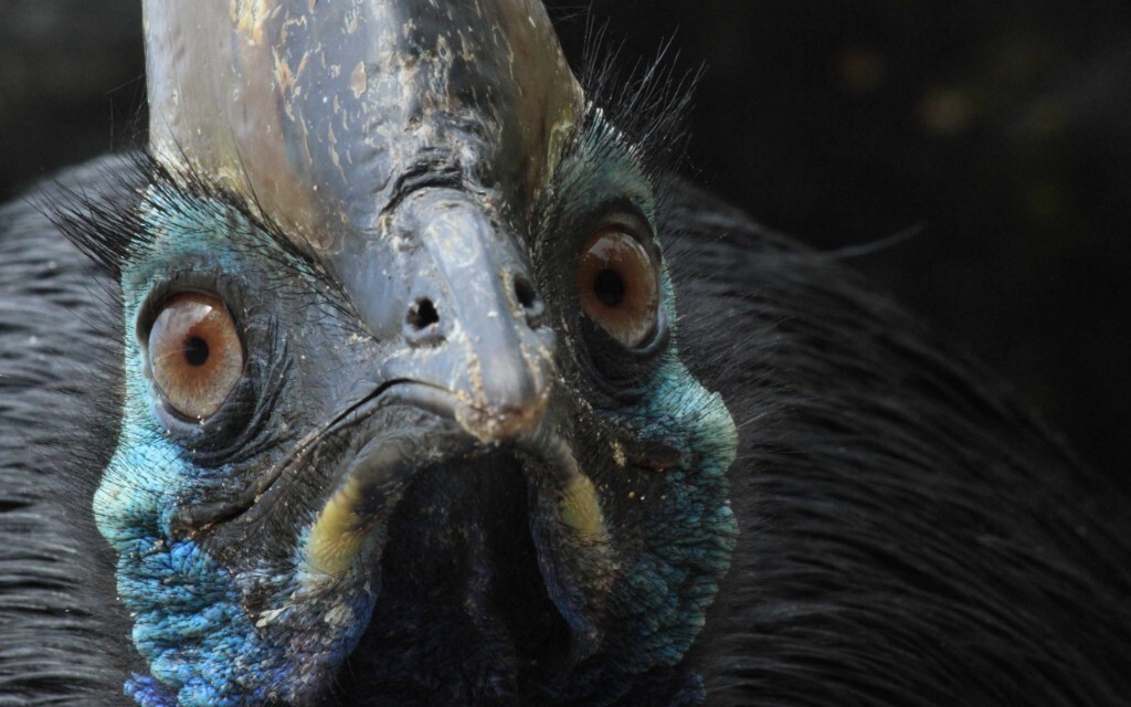 Отшельник из джунглей: как живет архаичная птица казуар