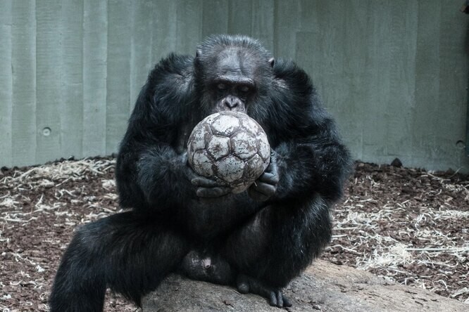 Ученые выяснили, что у&nbsp;шимпанзе есть свой примитивный язык. Поразительно!