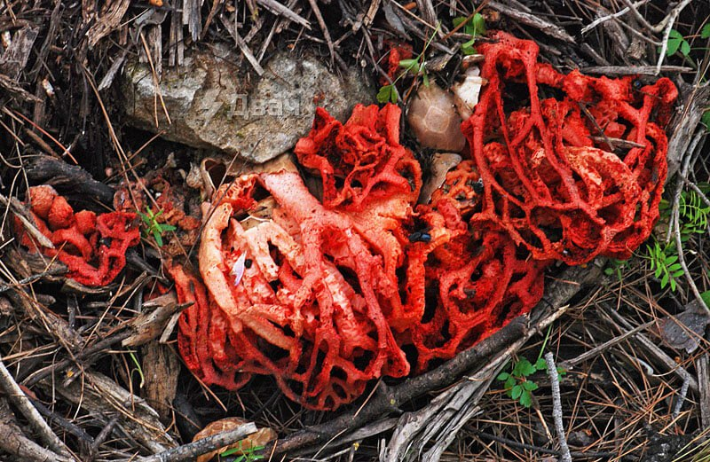 Под&nbsp;Сочи активно стал разрастаться краснокнижный ядовитый гриб