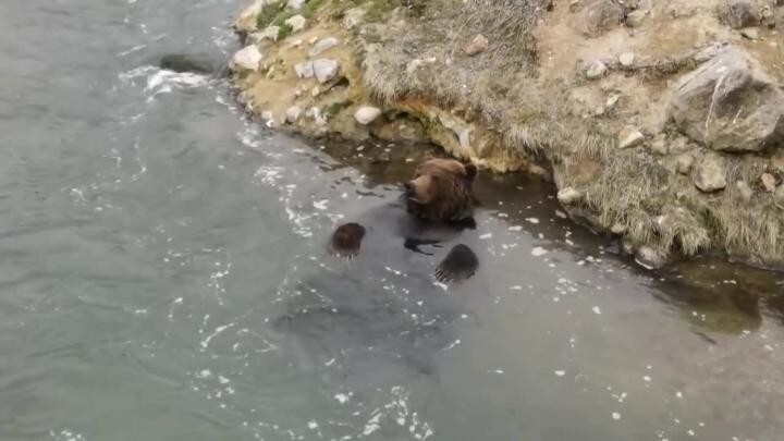 На Камчатке медведь показал, как на самом деле надо проводить выходные