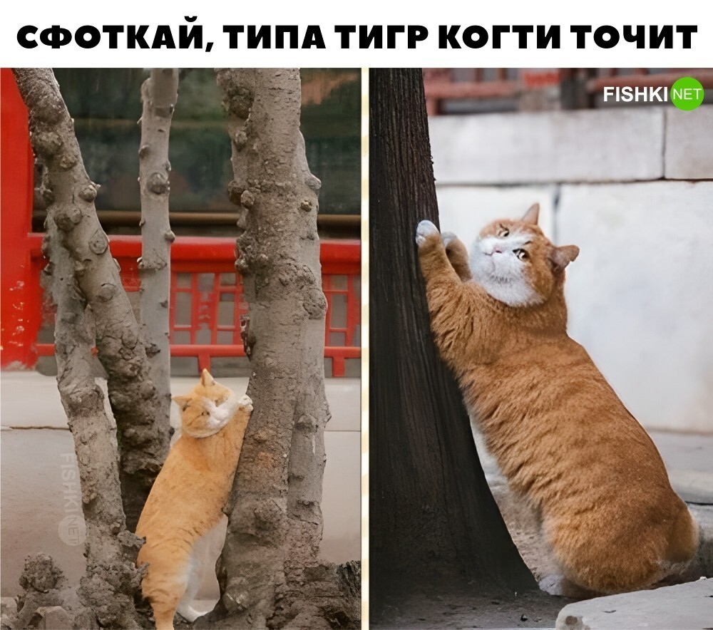 Почти тигр