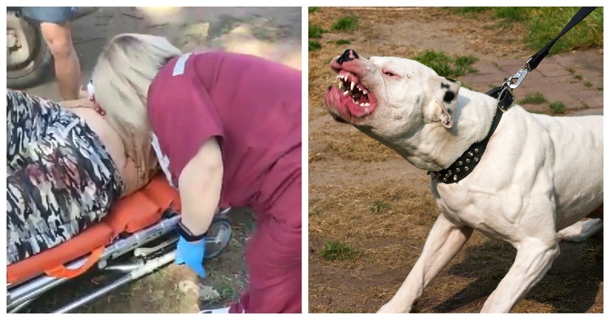 В Перми собака покалечила «борца за права животных» и зоозащитника