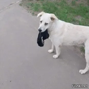 По Сызрани бегает веселая собака с трусами в зубах