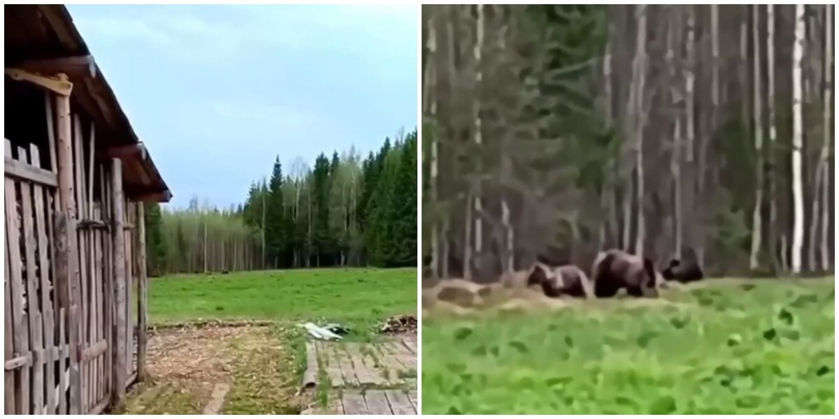 "Ну-ка, бегом отсюда!": россиянин криком прогнал медведицу с медвежатами