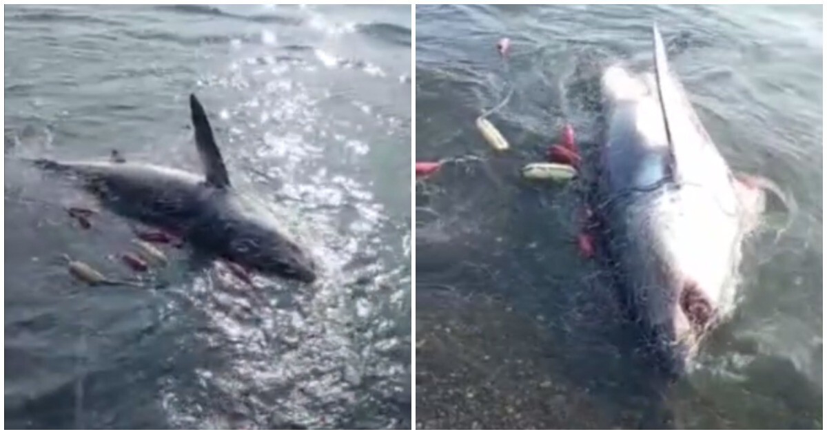 "Вот это я порыбачил": житель Сахалина поймал крупную сельдевую акулу