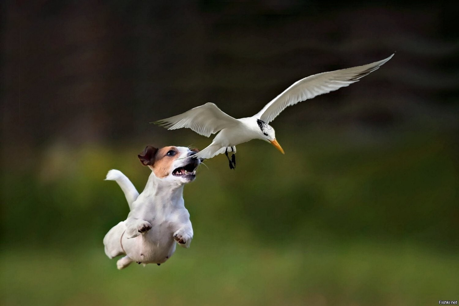 Джека рассела собака