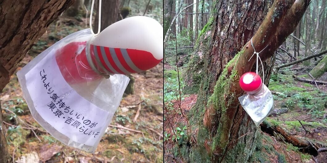В Японии неизвестный развесил мастурбаторы в лесу самоубийц