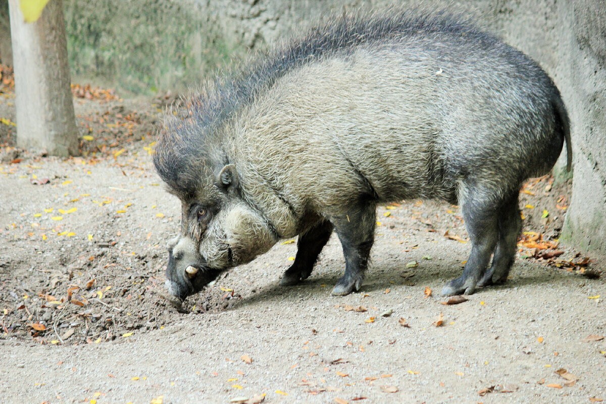 Висайская бородавчатая свинья: уникальная хрюшка, которая пользуется орудиями труда