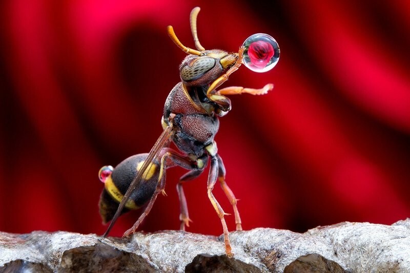 Зачем осы надувают водяные пузыри