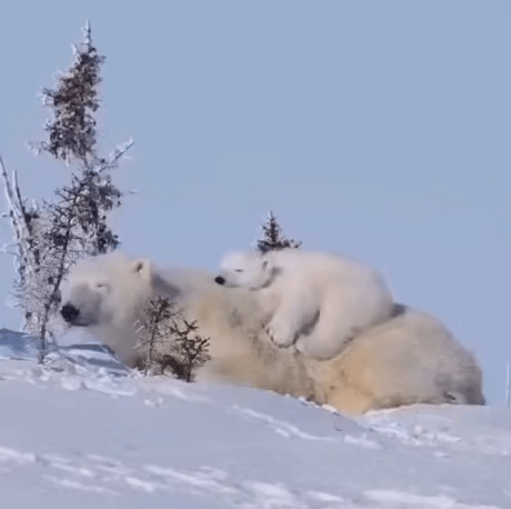 Спящие в снегах