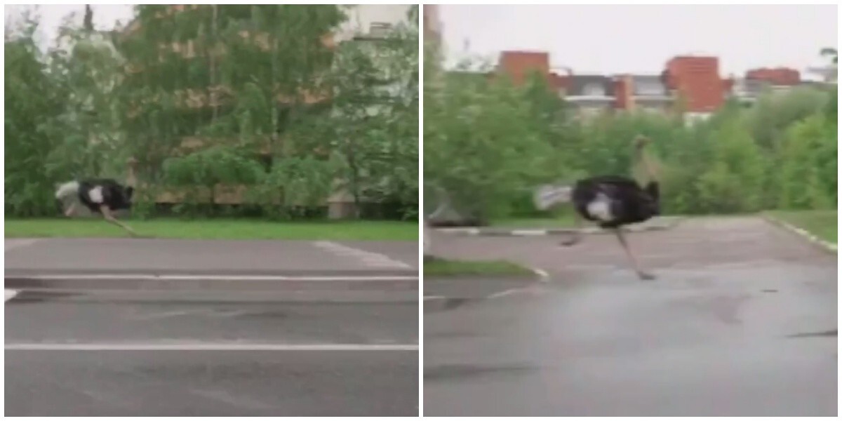 В Москве появился страус, который бегает за машинами
