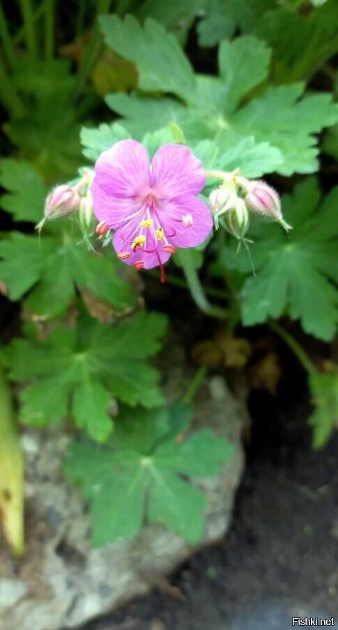 "Слушай дурень, перестань