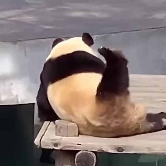 Один день из жизни панды