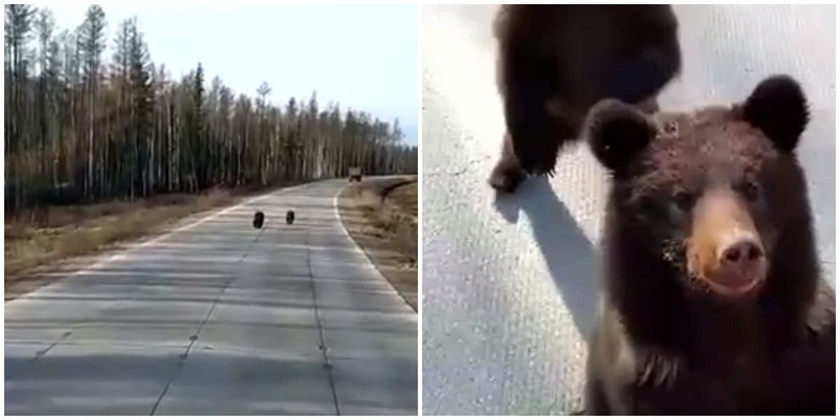 "Кормить нельзя, спасать": россиянин встретил на трассе медведей