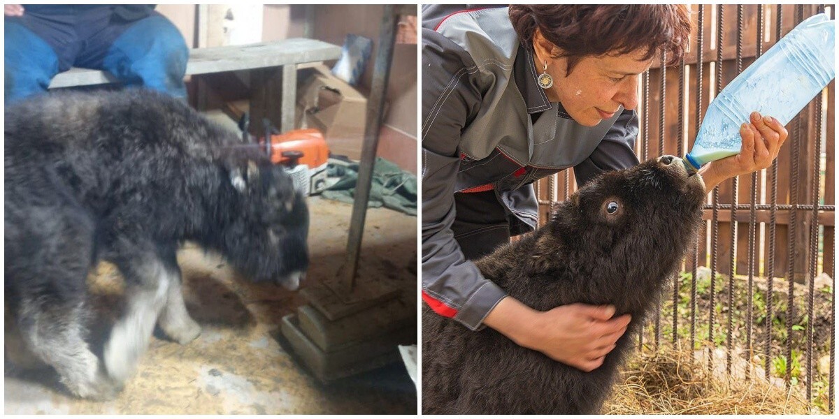 Детёныш овцебыка, которого спасли в мае на Таймыре, оказался жизнерадостной самкой