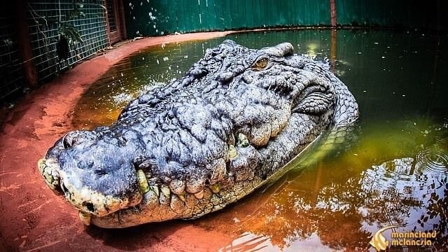 Самому большому в мире крокодилу исполнилось 120 лет